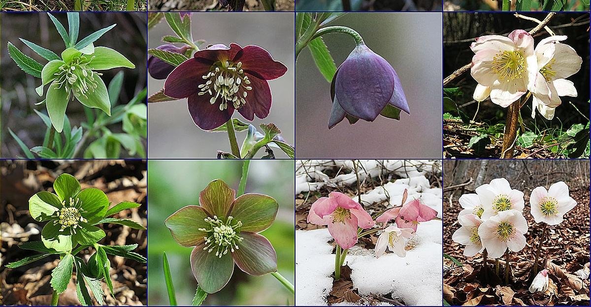 Helleborus