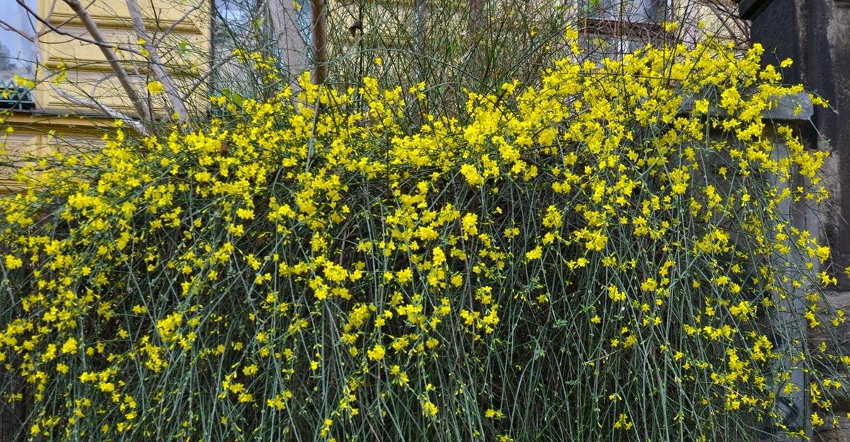 Jasminum Nudiflorum